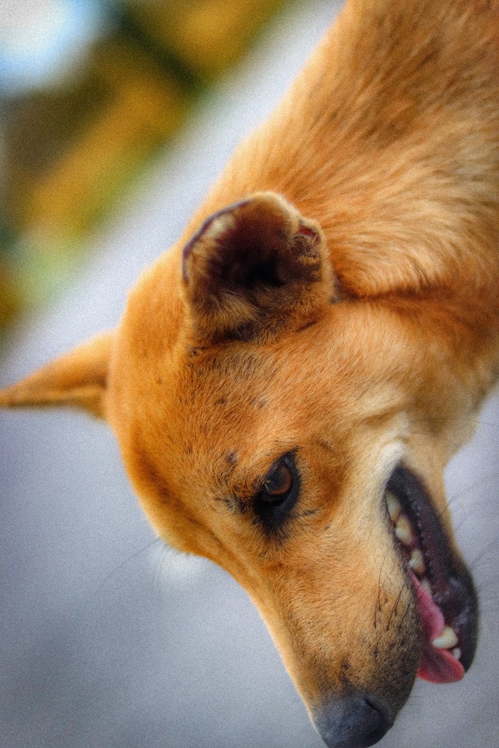 dogi