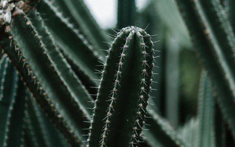 Cactuses