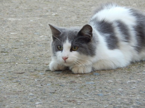 cat