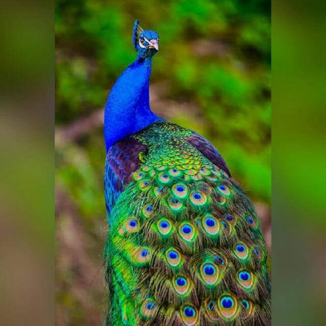 peacock