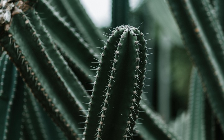 Cactuses