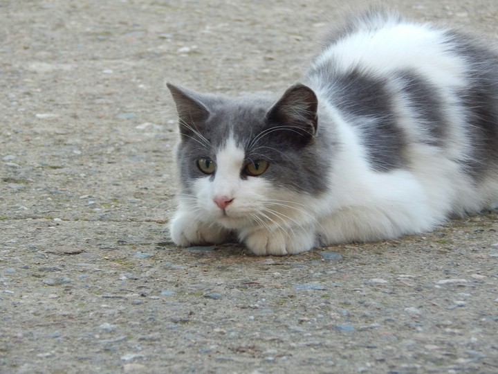 cat 