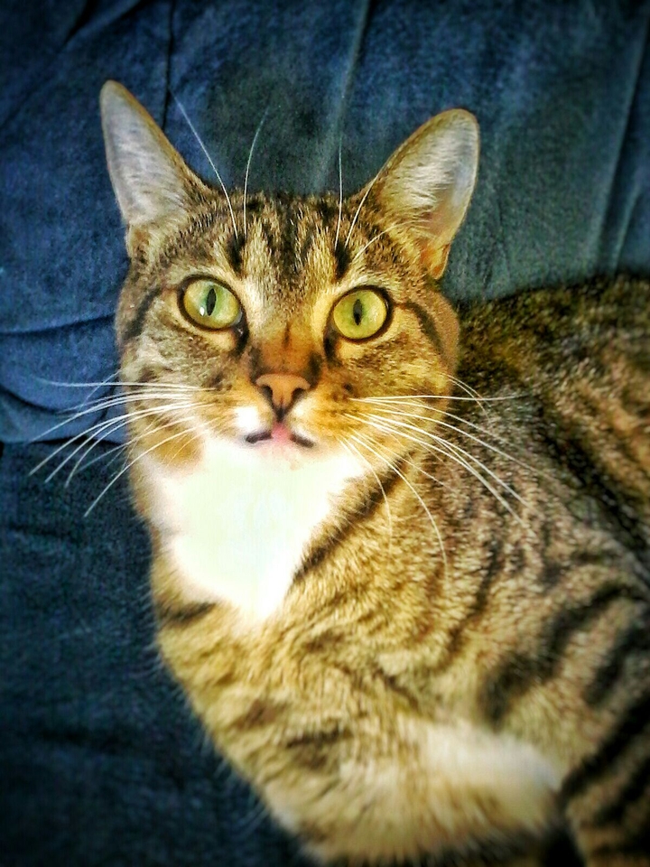 Pistache