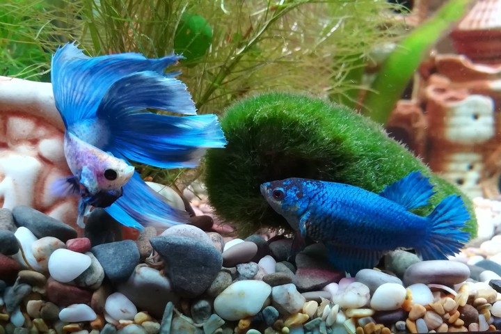 Betta splendens