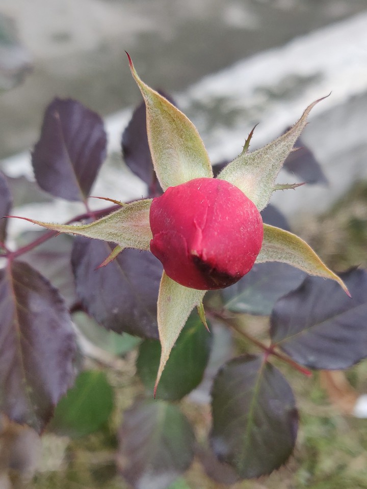 rose