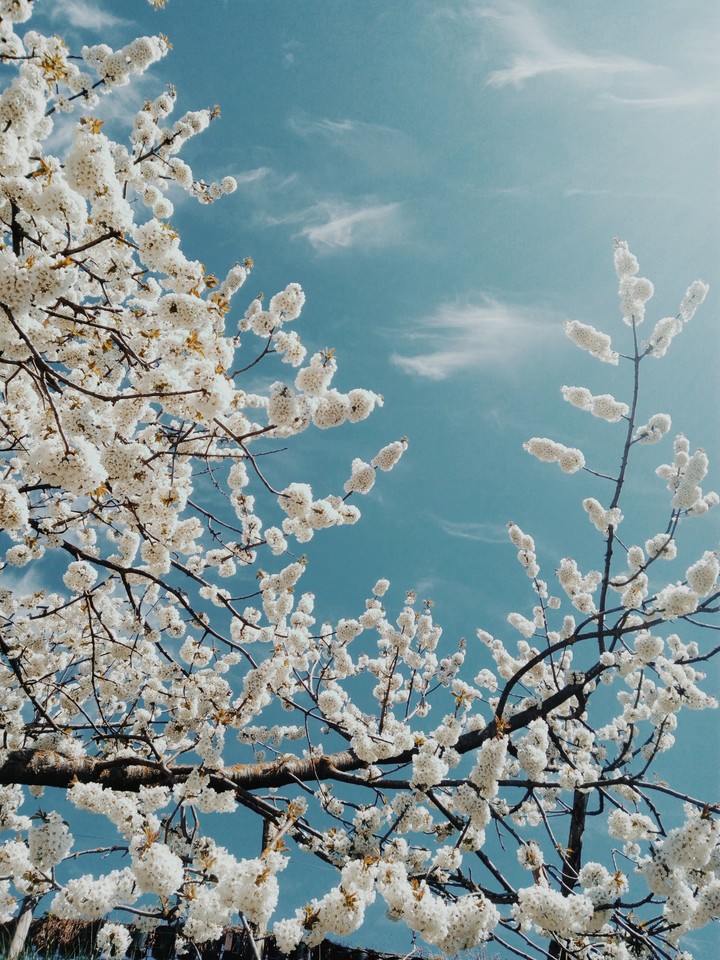 white flowers