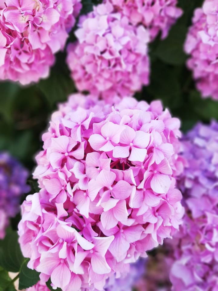 hydrangea flower