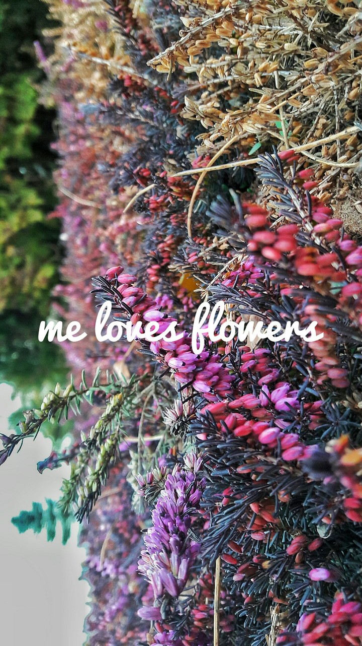 flowers