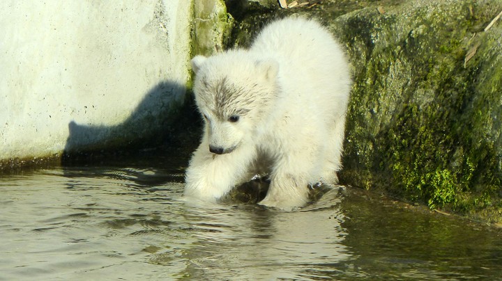 Tierpark Hellabrunn 2014
