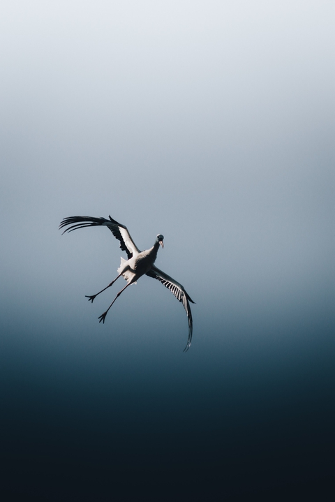 шпалери Gull, feather