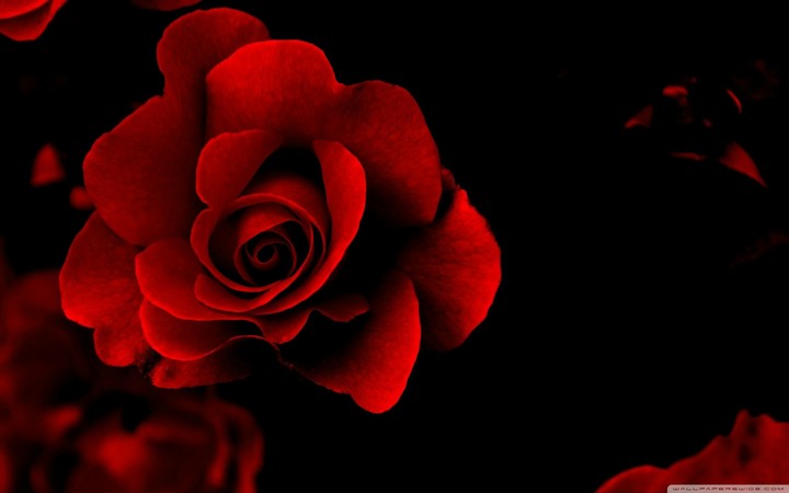 flower in sad