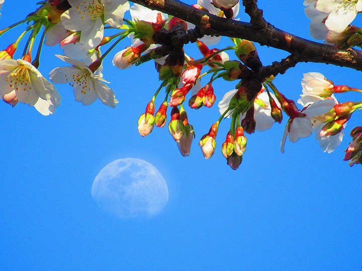 昼間の月と桜 daytime moon & cherry blossom