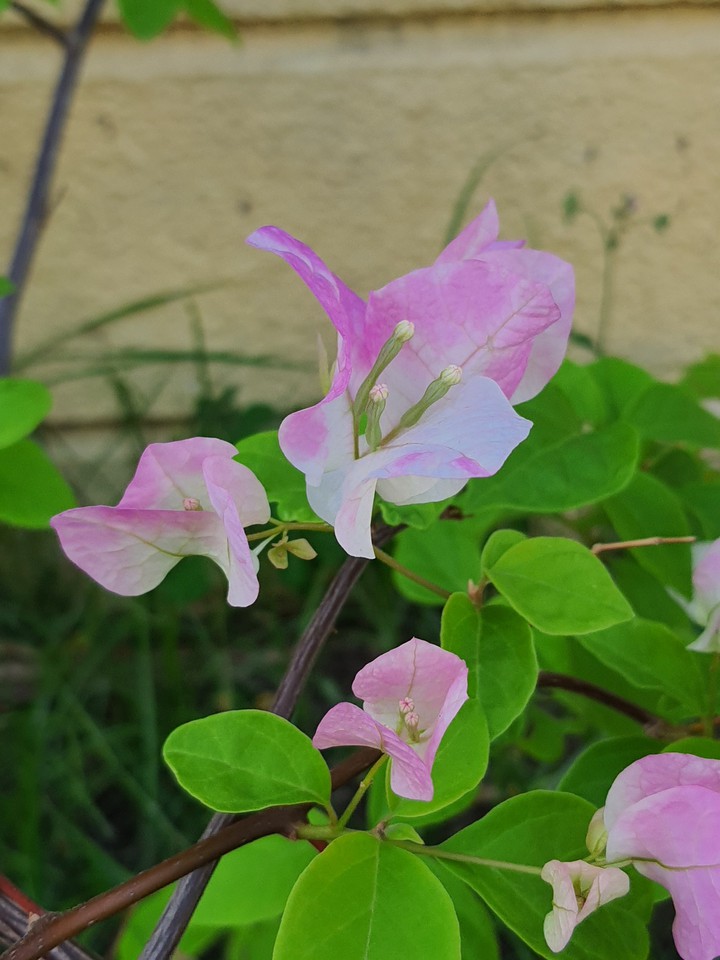 white and pink