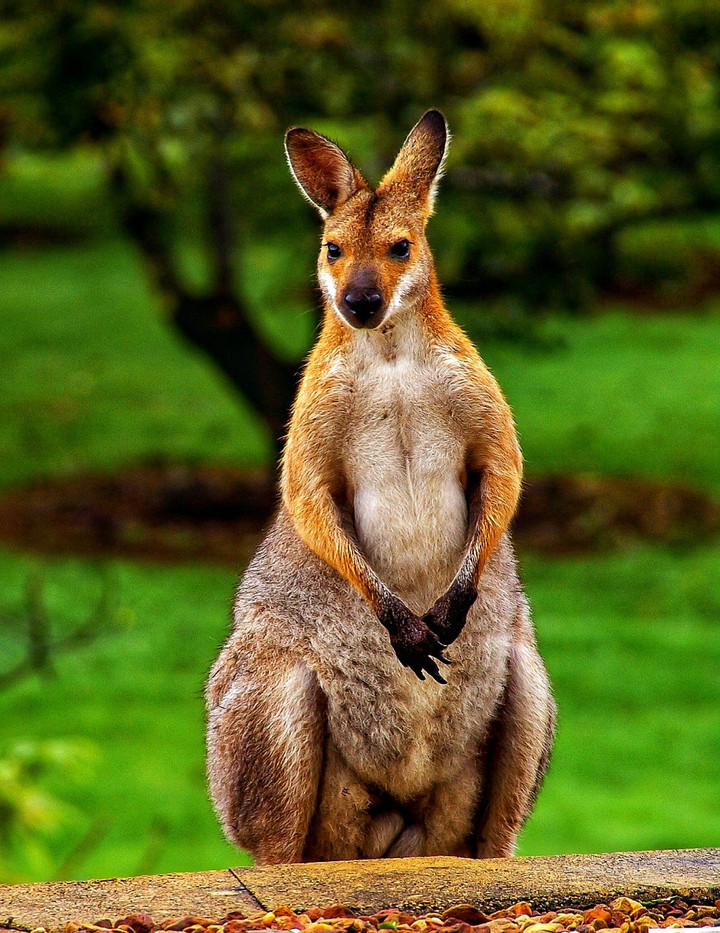Roo Down Under