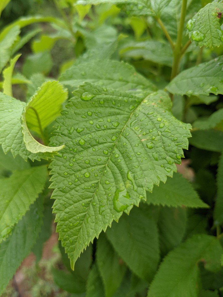 droplets