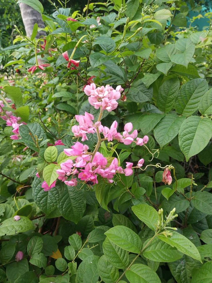 Bougainvillea