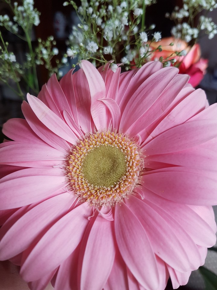 marguerite