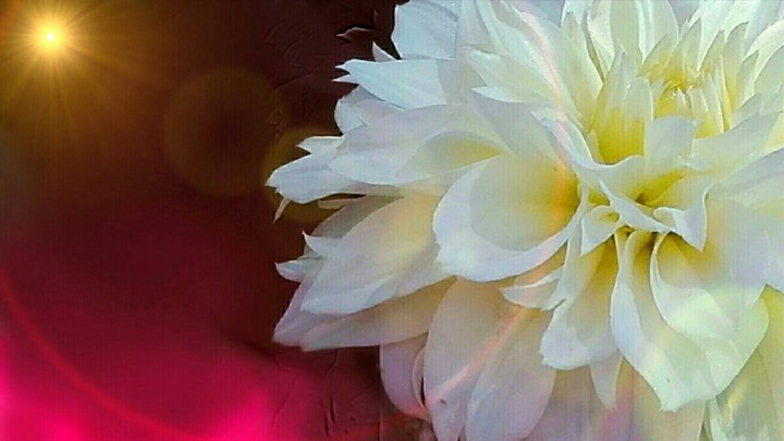 rose