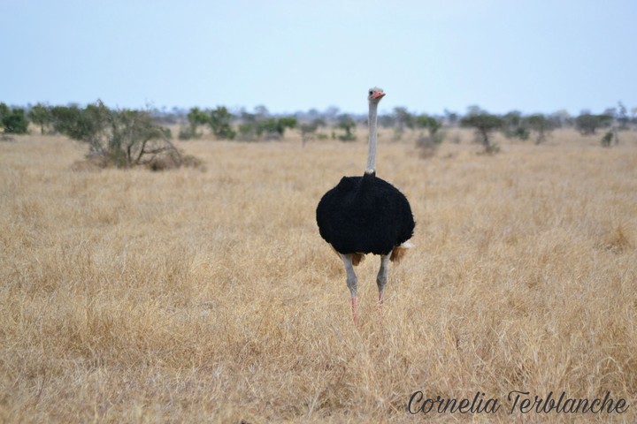 Ostrich
