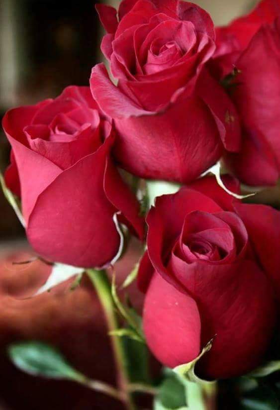 Roses