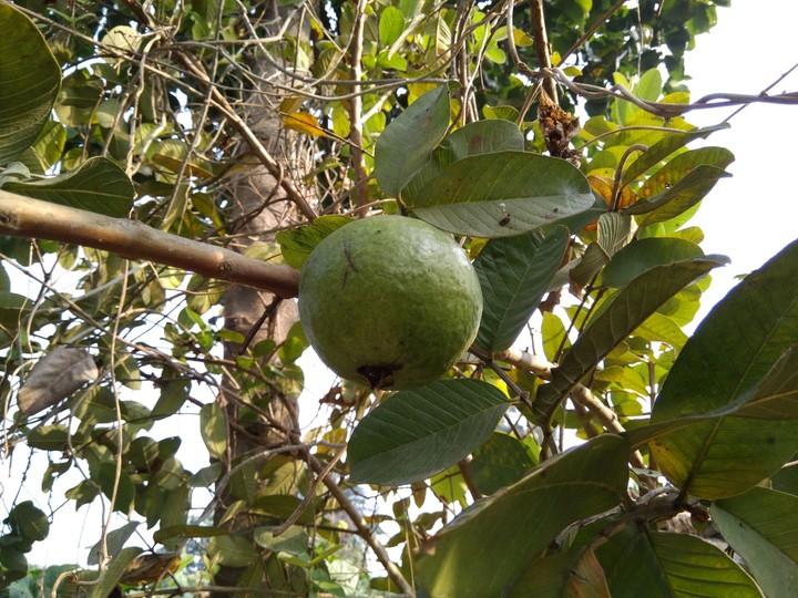 guava