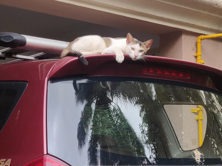 cat