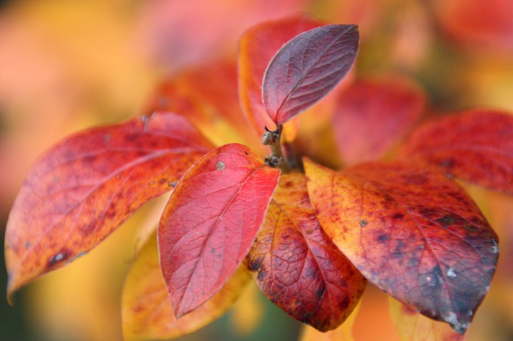 red leaves