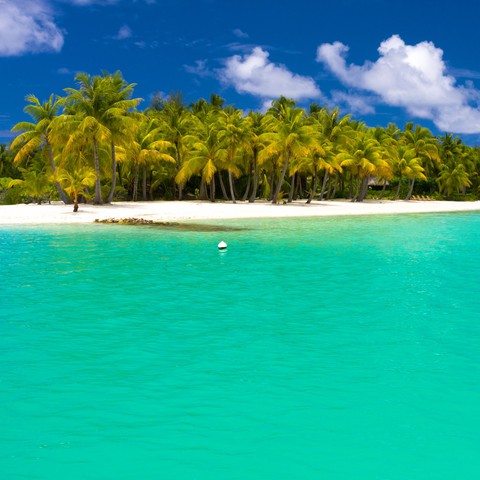 palm trees