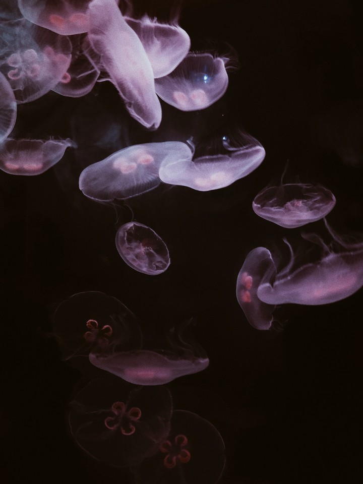 Luminous Jelly