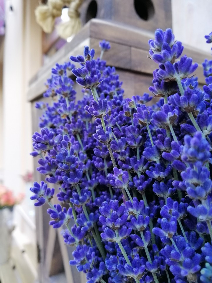 Lavander