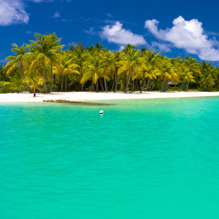 palm trees