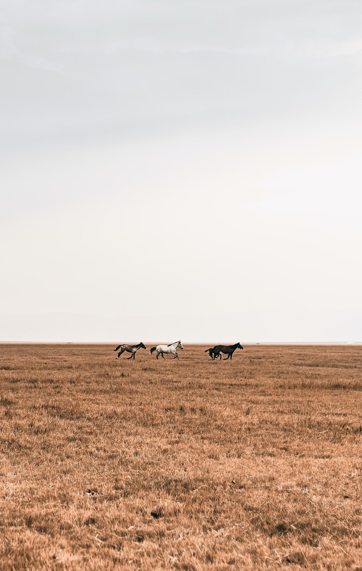 Field