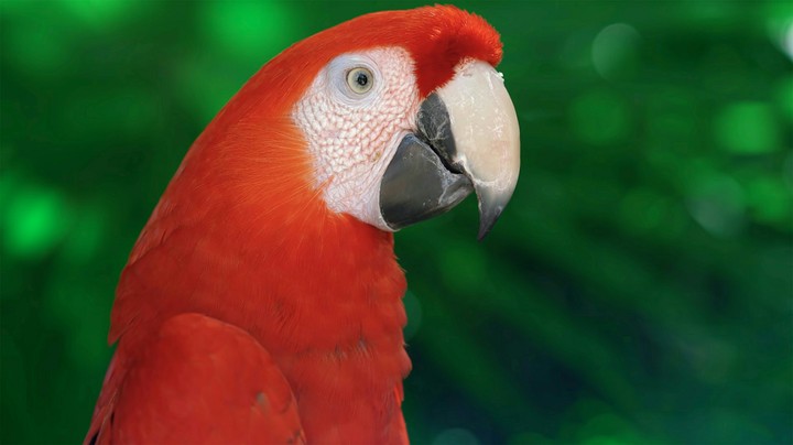 Red Parrot