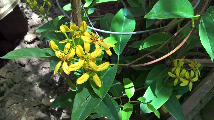 My flowers