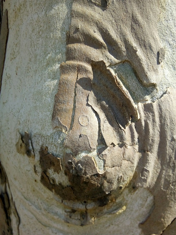 corteccia