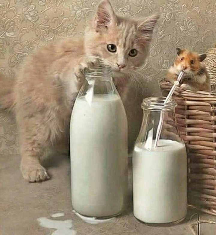 milk