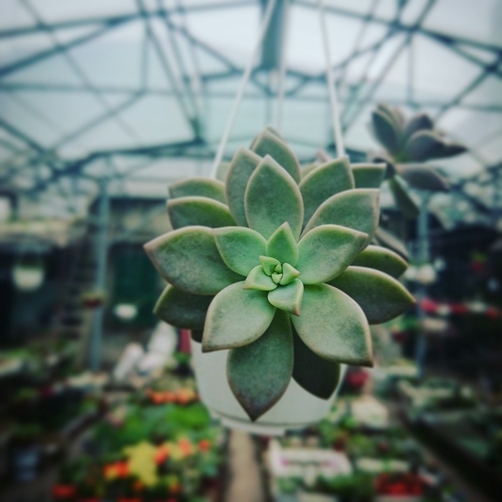 Plant