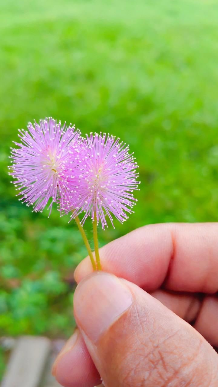 Flower, beautiful picture
