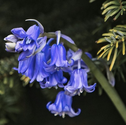 sfondi wildflower, botany