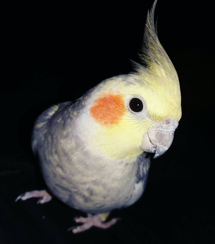 Calopsita