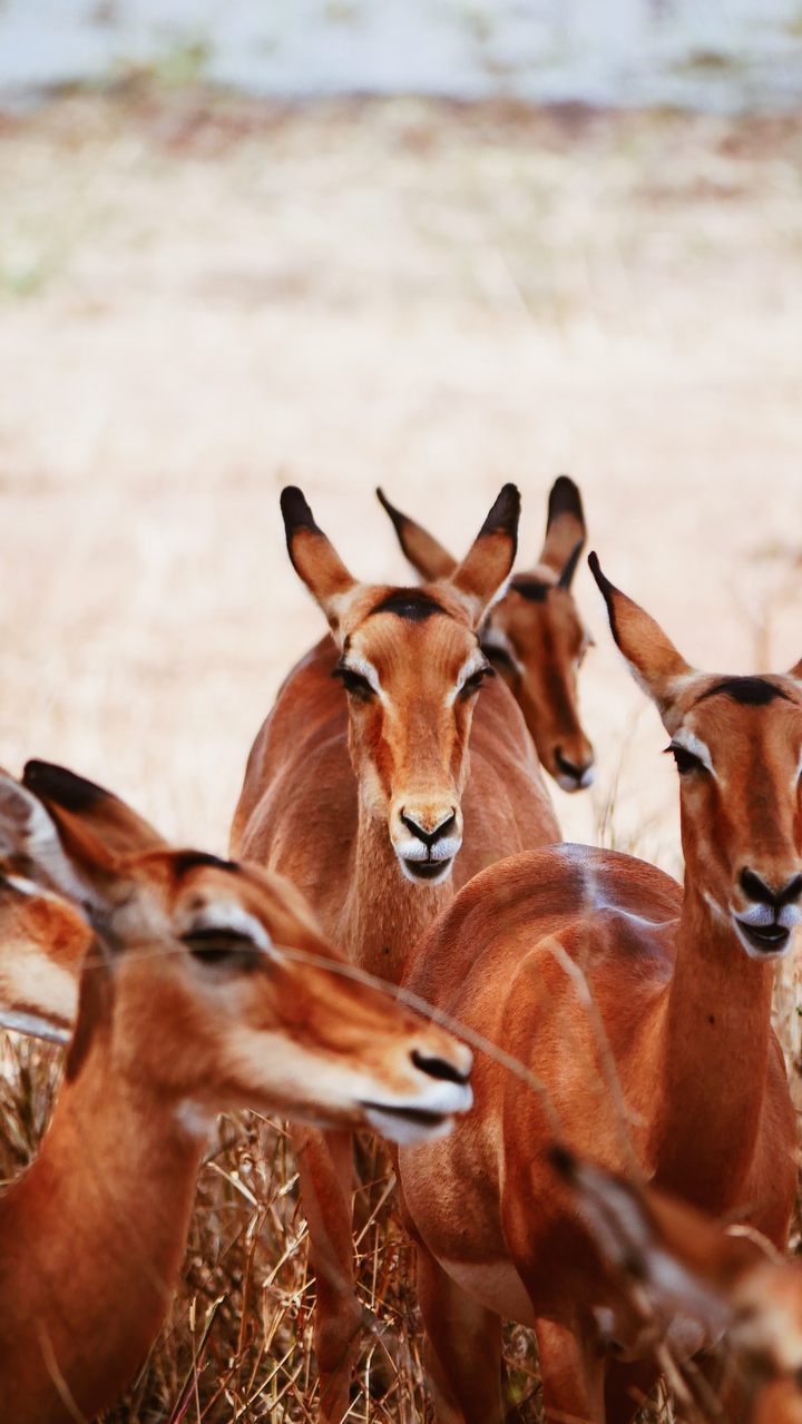 animals