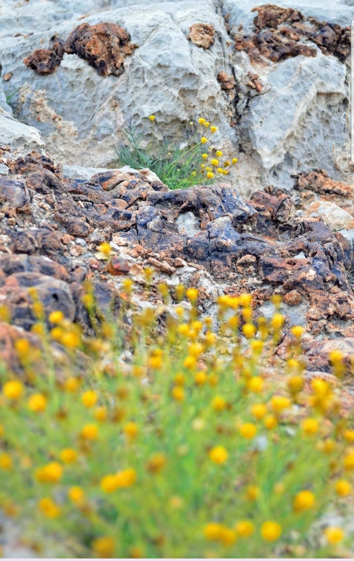 desert flowers