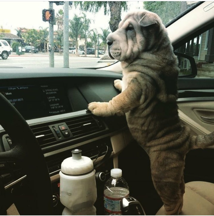 pag dog