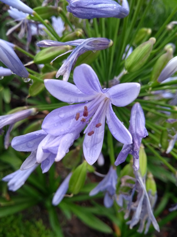 Purple Flower