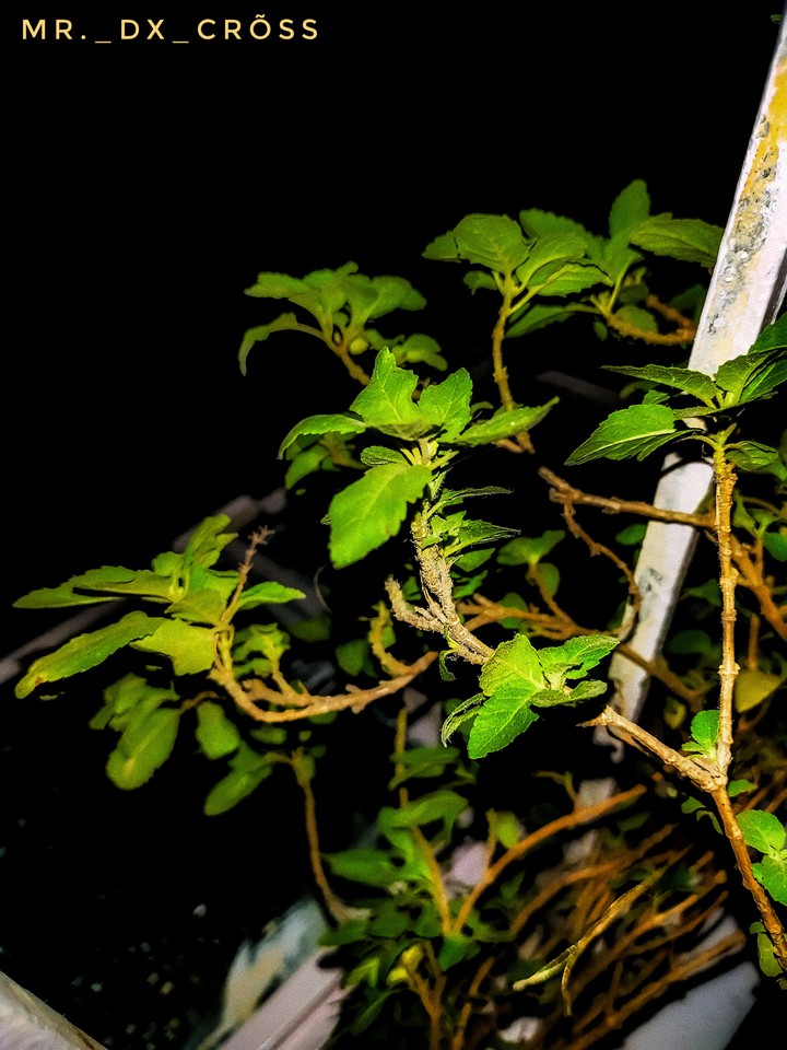 Green Night