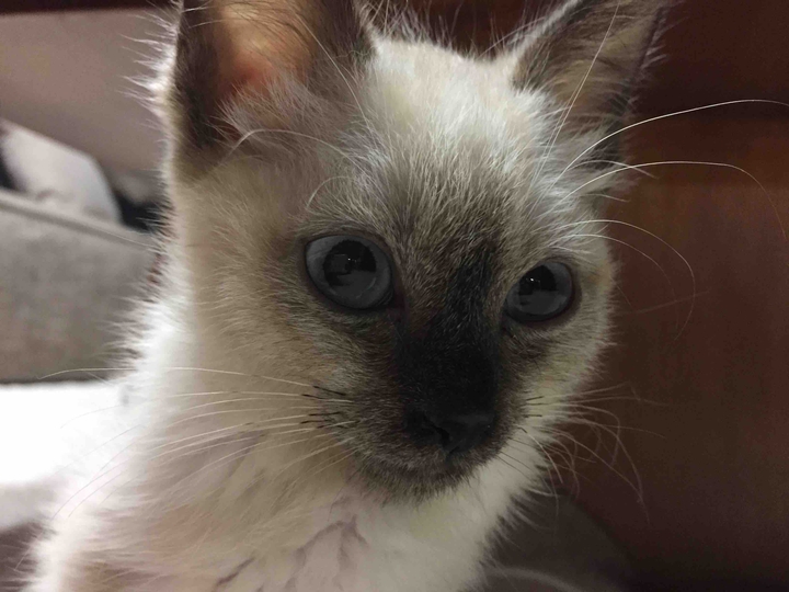 고양이