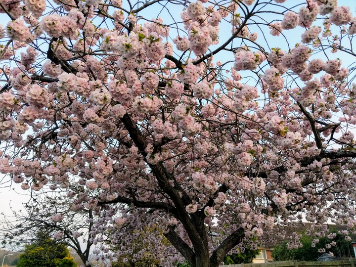blossom