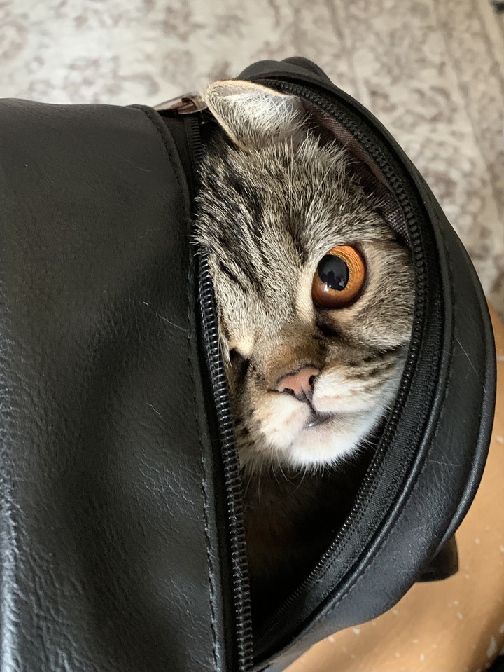 cat in bag