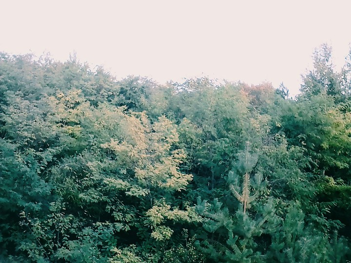 Autumnal forest