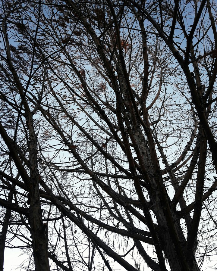 Natures treeline